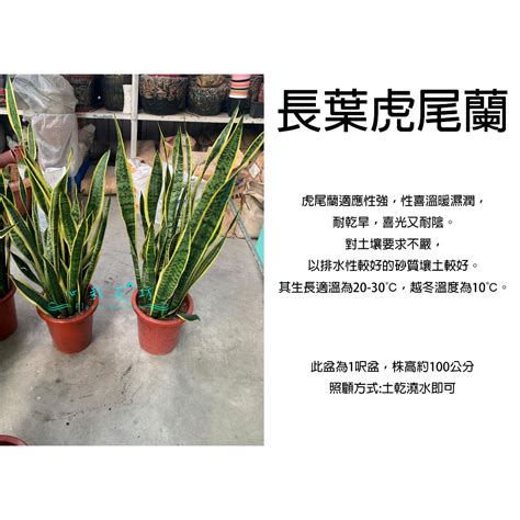 金邊虎尾蘭風水|【金邊虎尾虎尾蘭風水】帶金邊的虎尾蘭風水擺放指。